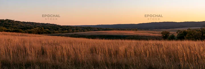 Meadow seedheads backlit at dusk with soft light - AI-generated stock image