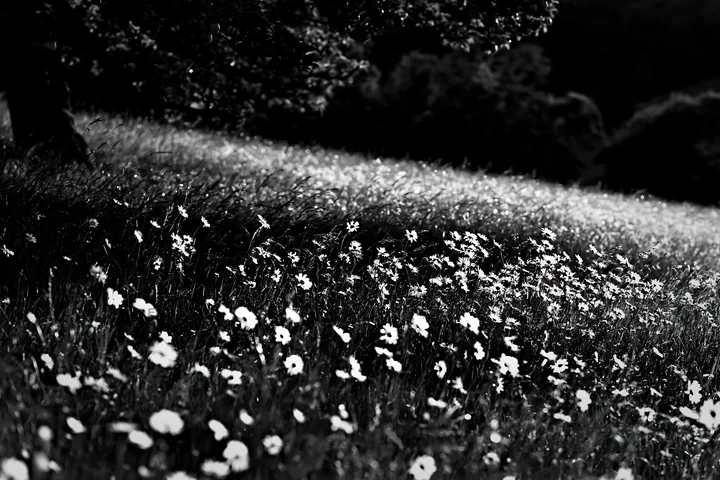 Daisy flowers in a meadow at sunset - AI-generated stock image