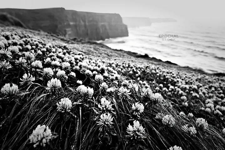 Clover meadow with dew along coastal cliffs - AI-generated stock image