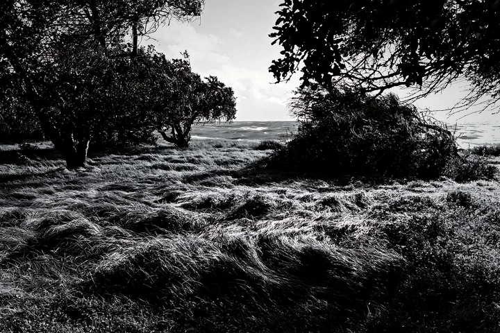 Seaside orchard meadow with grass and trees near the coast - AI-generated stock image
