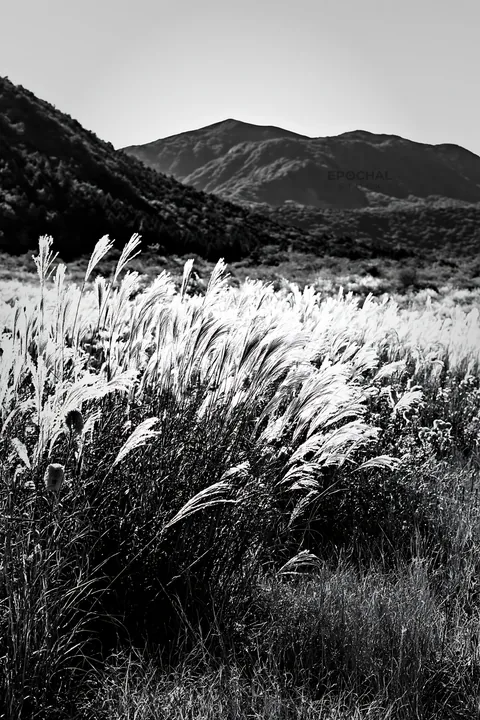 Meadow with tall grasses in black and white landscape - AI-generated stock image