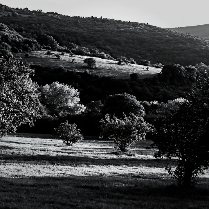 Black and white sunset apple meadow with trees and hills in background - AI-generated stock image