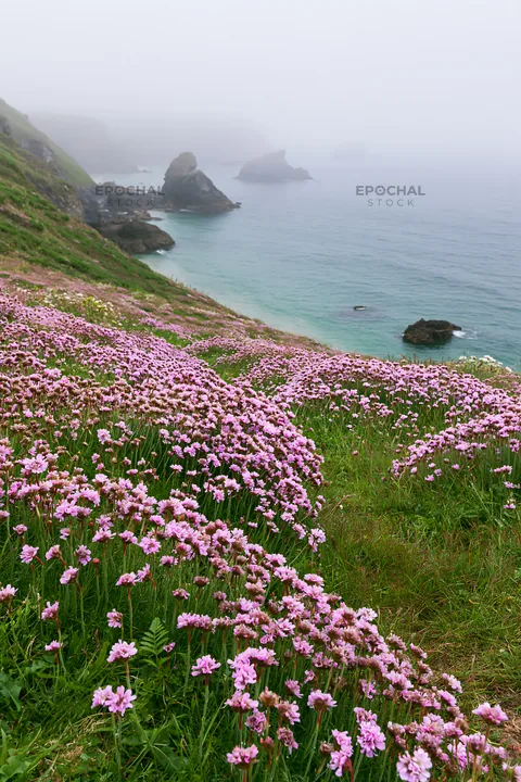 Pink campion meadow by the ocean under fog - AI-generated stock image