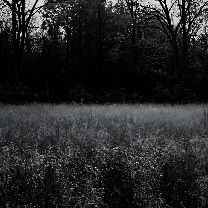 Wooded valley meadow in black and white - AI-generated stock image