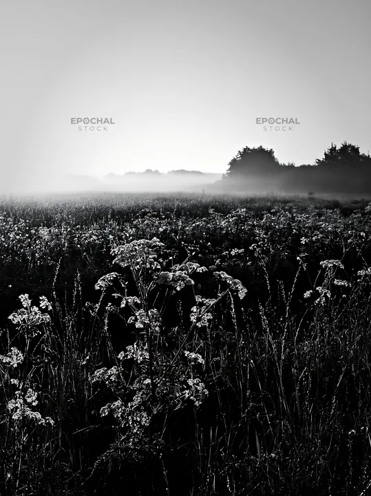 Cow parsley meadow in foggy landscape during early morning - AI-generated stock image