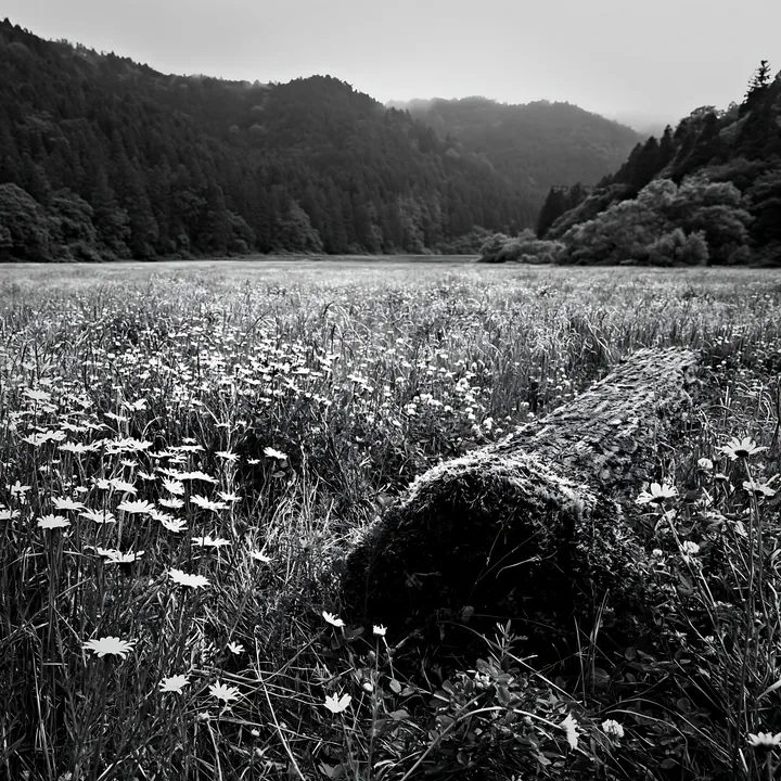 Mossy log in low carbon meadow with wildflowers in Gifu - AI-generated stock image