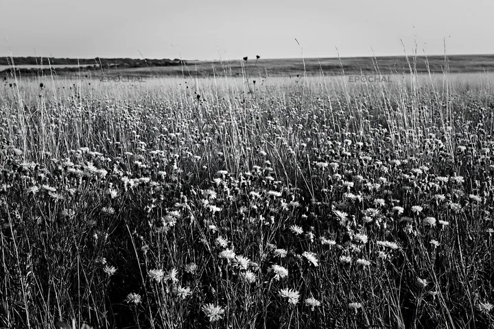 Violet knapweed meadow in black and white - AI-generated stock image