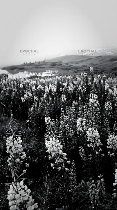 Fireweed and lupine flowers in a meadow with misty background - AI-generated stock image