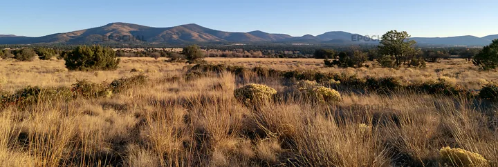 Expansive meadow with drought tolerant plants in the sunlight - AI-generated stock image
