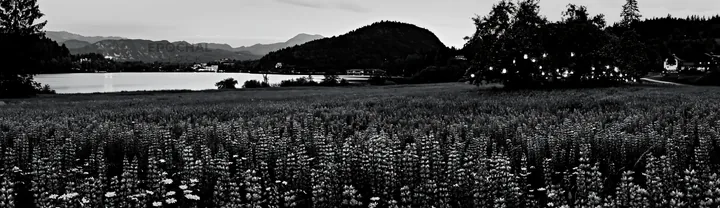 Christmas meadow near Lake Bled with lanterns and apple trees - AI-generated stock image