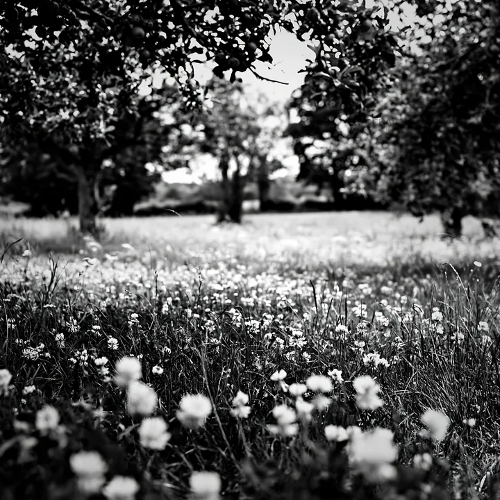 Black and white clover apple meadow with trees and blooming flowers - AI-generated stock image