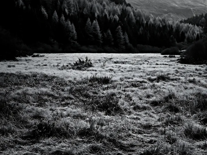 Wooded valley meadow in black and white photograph - AI-generated stock image