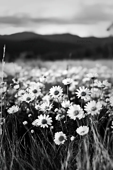 Black and white chamomile meadow for wellness campaign - AI-generated stock image