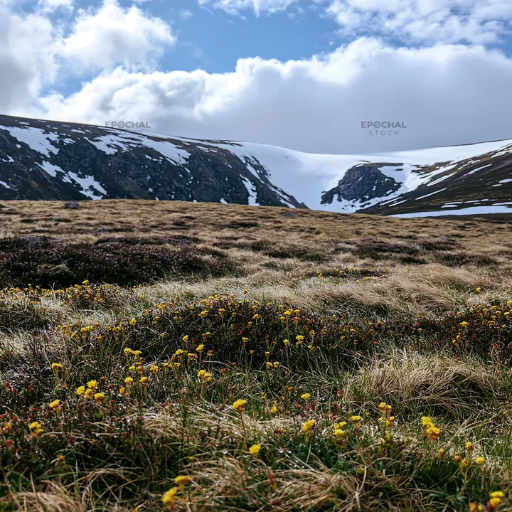 Snowline meadow with blooming flowers near mountain range - AI-generated stock image