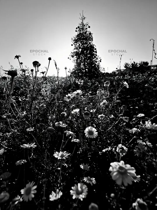 Christmas tree among flowers in a meadow under bright sky - AI-generated stock image