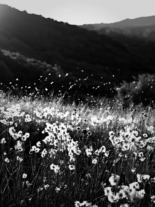 Meadow seedheads backlit at dusk - AI-generated stock image