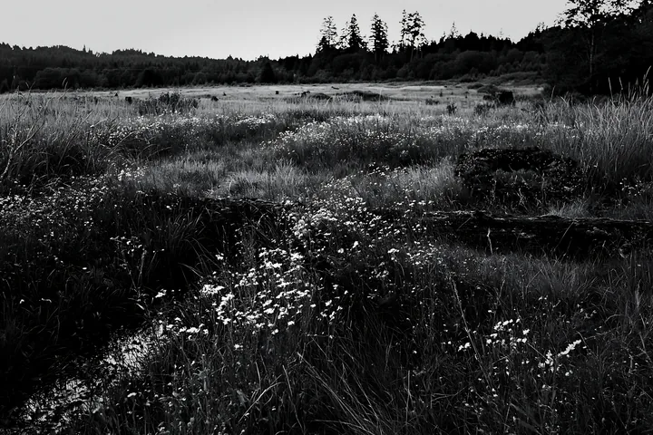 Expansive meadow with rainwater retention and Christmas wreaths - AI-generated stock image