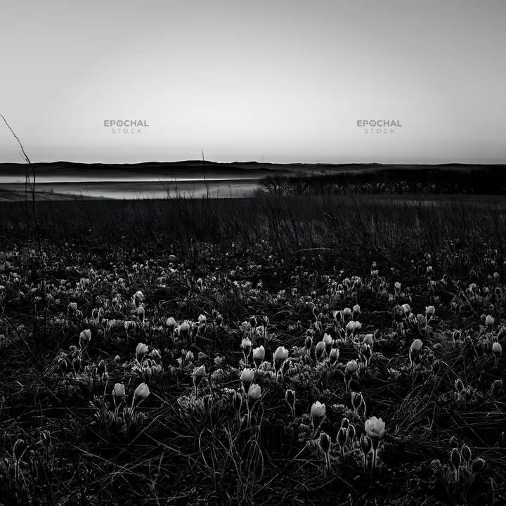 Spring meadow with flowers at dawn in black and white - AI-generated stock image