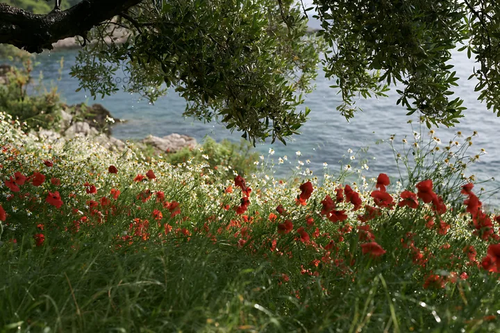 Seaside meadow with poppies by the water - AI-generated stock image