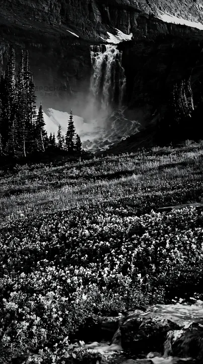 Wild rose meadow below waterfall in black and white - AI-generated stock image
