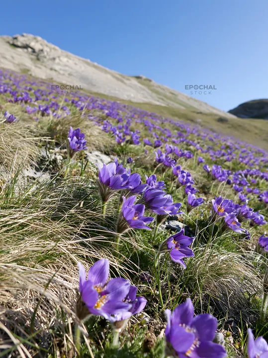 Sunny pasqueflower meadow with purple blooms in spring - AI-generated stock image