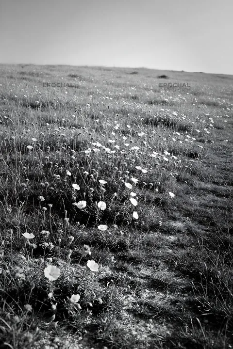 Chalk meadow with flowers under sunny sky - AI-generated stock image