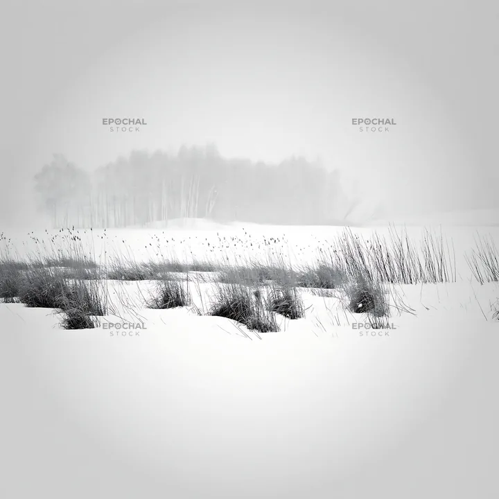 Black and white snowbound meadow with tall grasses under soft snow - AI-generated stock image