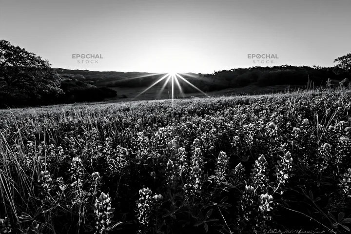 Bluebonnet meadow at sunrise with sun rays - AI-generated stock image
