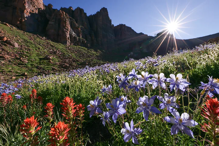 Meadow blooms under crags with sun shining brightly - AI-generated stock image