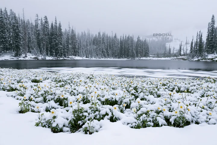 Frozen tarn meadow with snow-covered landscape and lake - AI-generated stock image