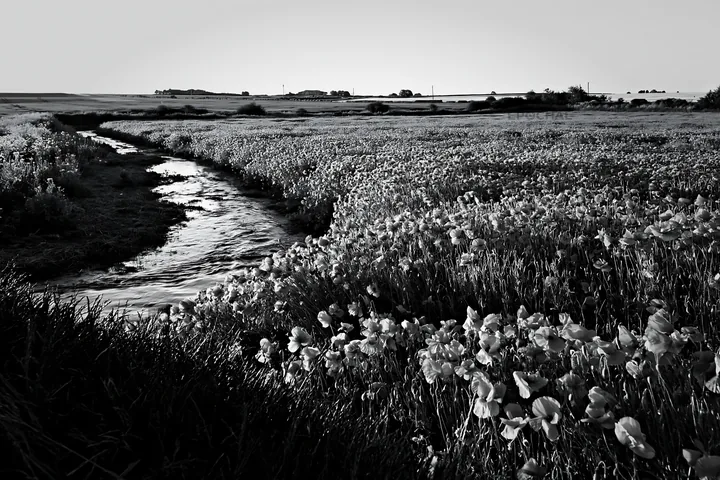 High contrast meadow with natural watercourse and flowers - AI-generated stock image