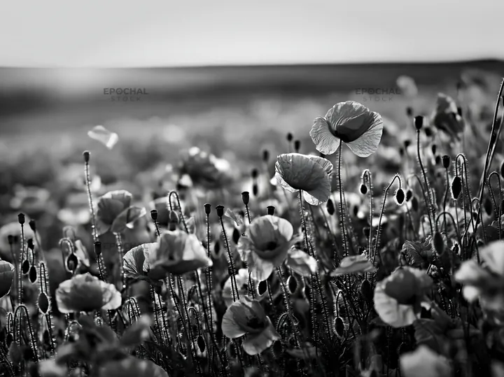 Colorful poppy meadow under soft sunlight in springtime - AI-generated stock image