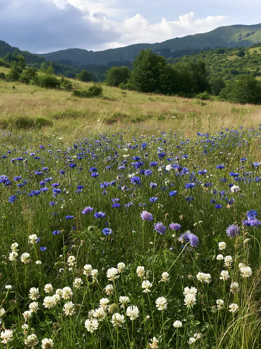 Clover cornflower meadow with hills in the background - AI-generated stock image