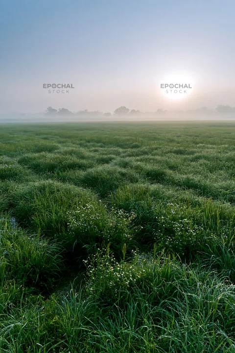 Dew on the meadow at Niigata floodplain in the morning - AI-generated stock image