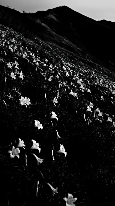 Daylilies blooming on Kirigamine highland during daylight hours - AI-generated stock image