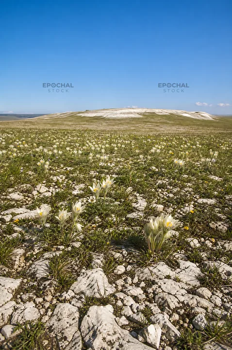 Sunny limestone meadow with wildflowers under clear blue sky - AI-generated stock image