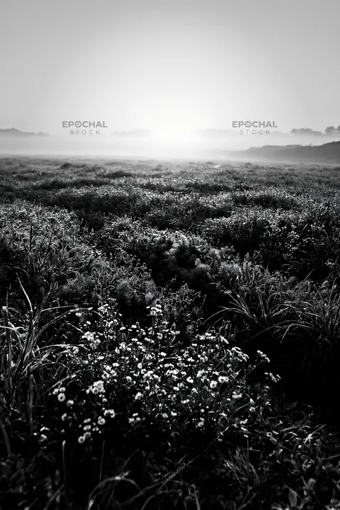 Dew-covered meadow in Niigata floodplain during morning light - AI-generated stock image