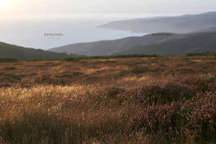 View of Portuguese meadow above Atlantic coast at sunset - AI-generated stock image