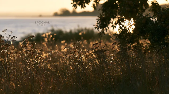 Lakeshore apple meadow during sunset - AI-generated stock image