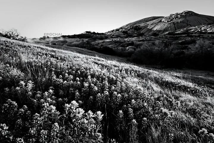 Bluebonnet meadow at sunrise with hills in the background - AI-generated stock image