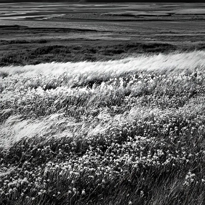 Regenerative meadow with wildflowers and grassy landscape - AI-generated stock image