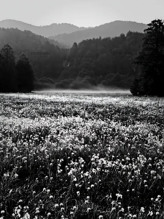 Wildflower meadow with mist from a distant waterfall - AI-generated stock image