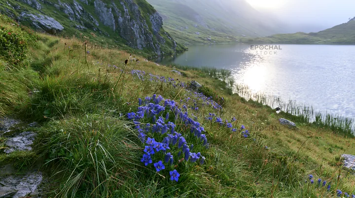Swiss meadow with flowers beside alpine lake - AI-generated stock image