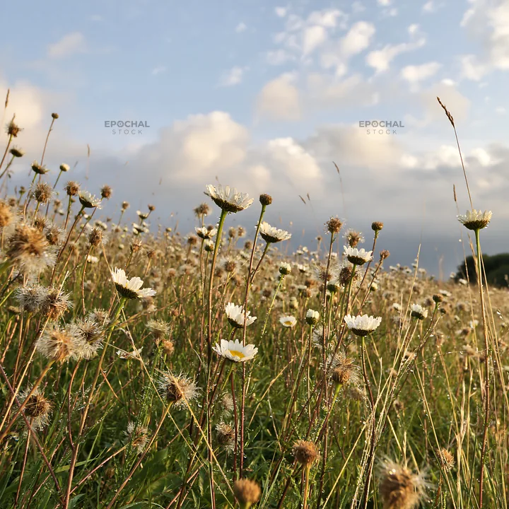 Seedheads and flowers in a meadow under cloudy sky - AI-generated stock image