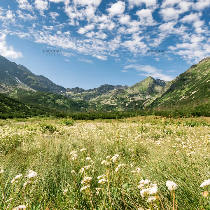 Mountain pass meadow with grass and mountains in background - AI-generated stock image