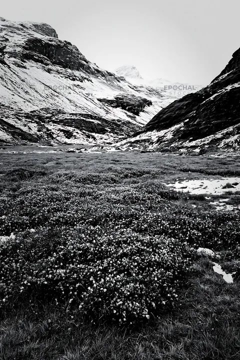 Swiss alpine meadow with snow-covered mountains in black and white - AI-generated stock image
