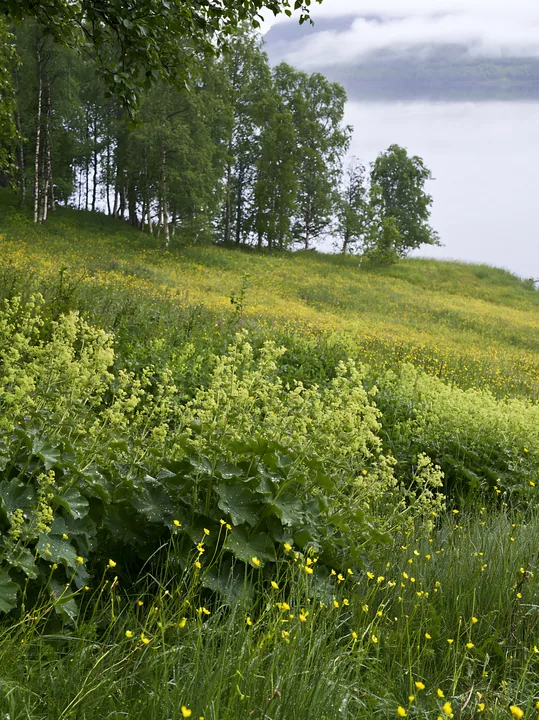 Fjord meadow with lush vegetation and distant water - AI-generated stock image
