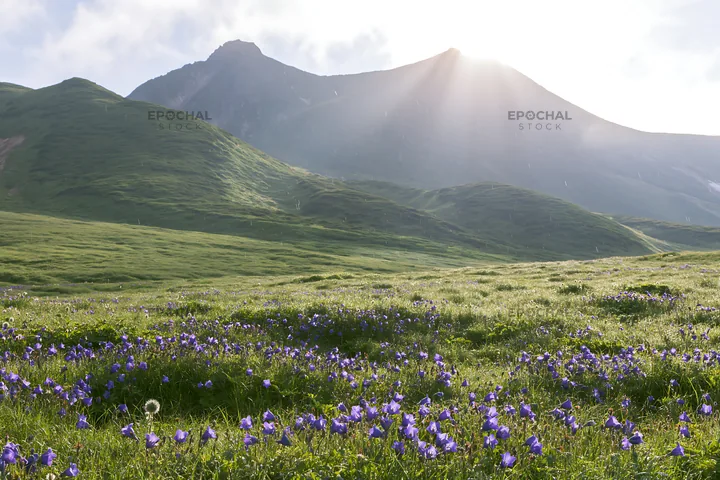 Daisetsuzan alpine meadow light rays shine on blooming flowers - AI-generated stock image