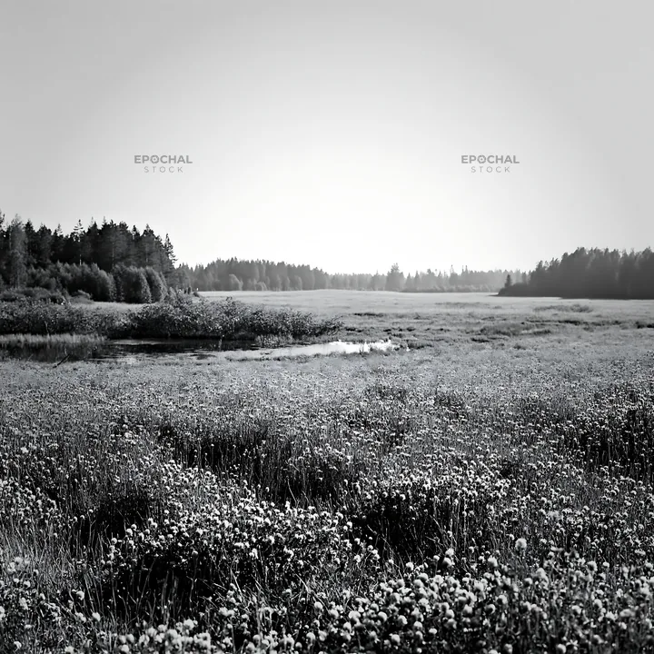 Clover cornflower meadow under clear sky - AI-generated stock image