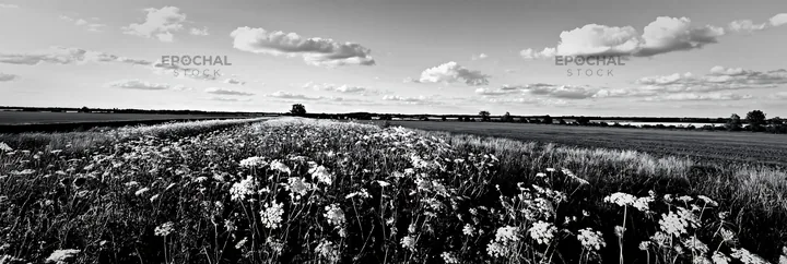 Sunny wild carrot meadow beside a field - AI-generated stock image